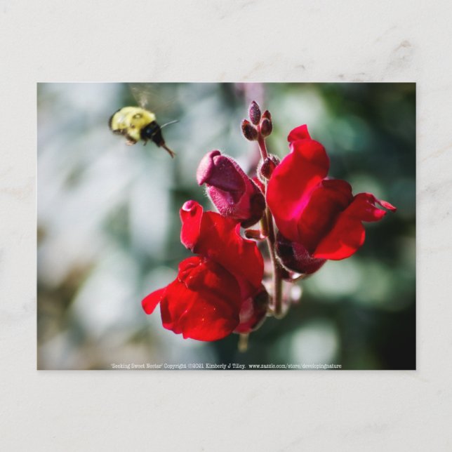 Postal Buscando néctar dulce (Anverso)
