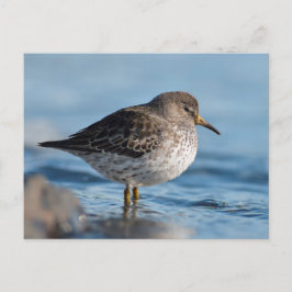 Postal Buscando Sandpiper Rock