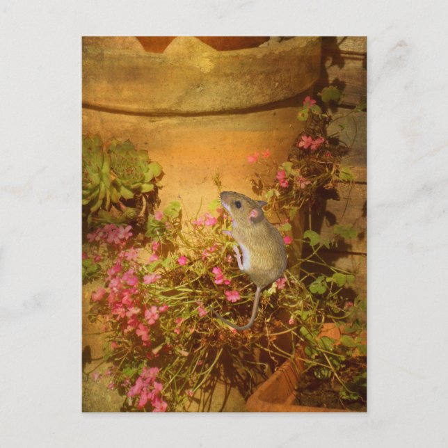 Postal Buscando un hogar. (Anverso)