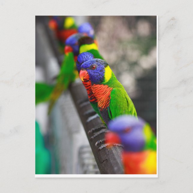 Postal ¿Buscándome? (Anverso)