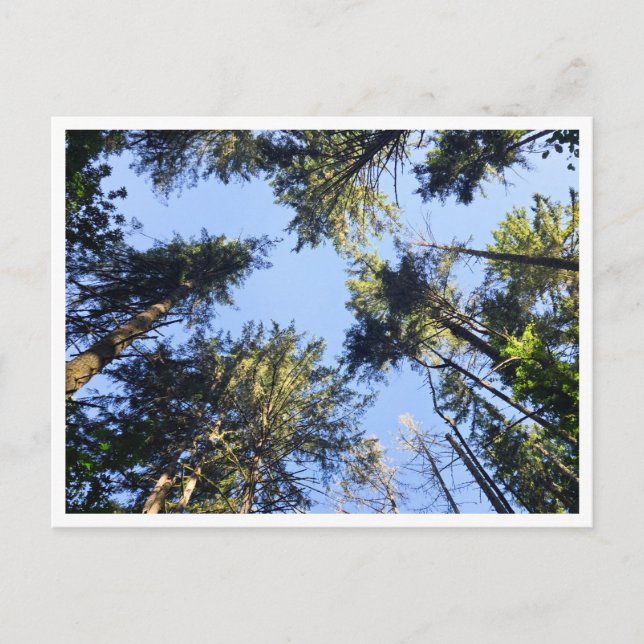 Postal Buscar (Anverso)