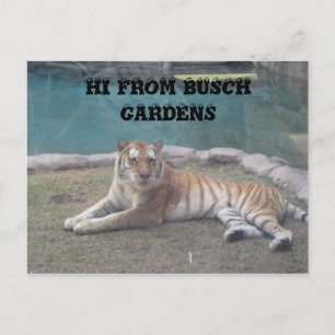Postal Busch Gardens