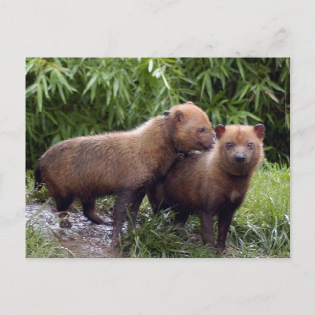 Postal bush-dog-b-1 (Anverso)