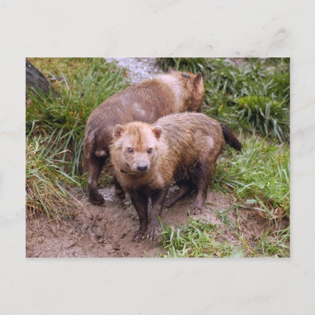 Postal bush-dog-b-2 (Anverso)