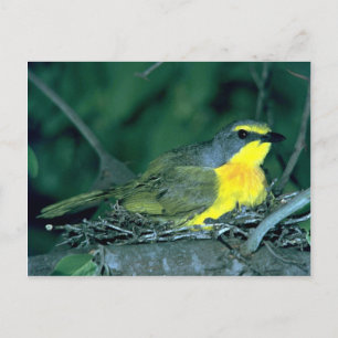 Postal Bush Shrike