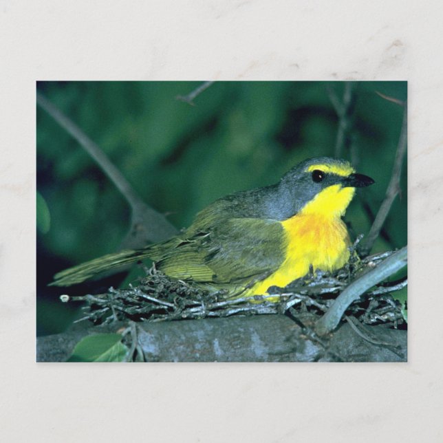 Postal Bush Shrike (Anverso)