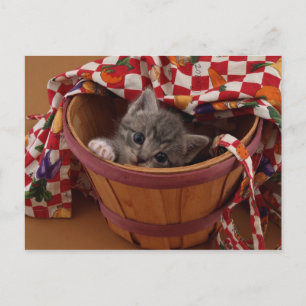 Postal Bushel de Kitty