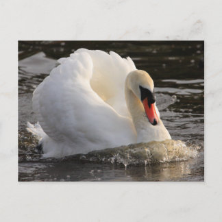 Postal Busking Swan