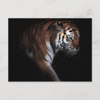 Búsqueda de tigres