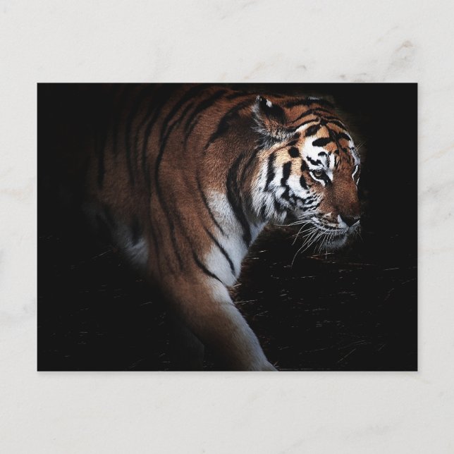 Postal Búsqueda de tigres (Anverso)