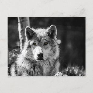 Postal Busto de lobo gris en blanco y negro