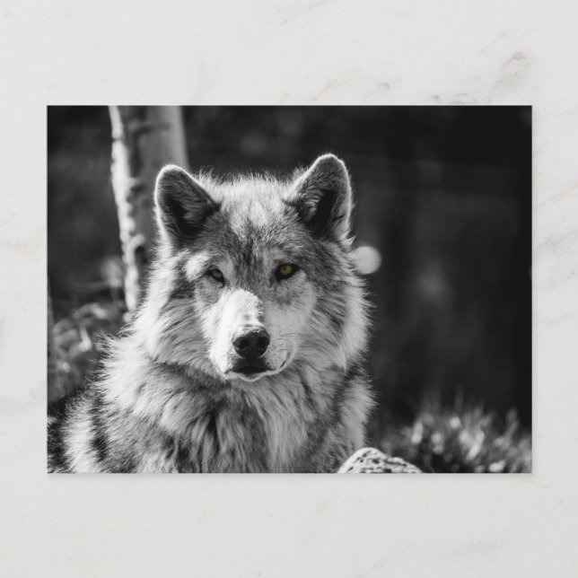 Postal Busto de lobo gris en blanco y negro (Anverso)