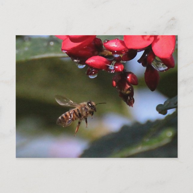 Postal Busy Bee (Anverso)