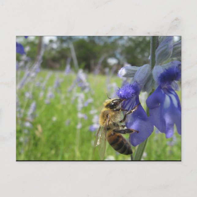 Postal Busy Bee 4 (Anverso)