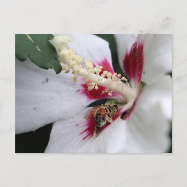 Postal Busy Bee Hibiscus Pollen Fiesta (Anverso)