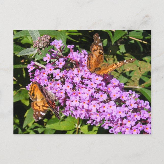 Postal Butfly Buddies ~ postcard (Anverso)