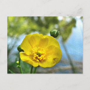 Postal Buttercup en el estanque