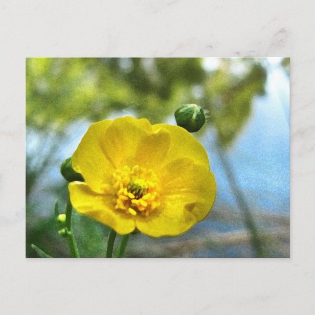 Postal Buttercup en el estanque (Anverso)