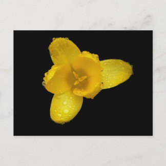 Postal Buttercup en negro