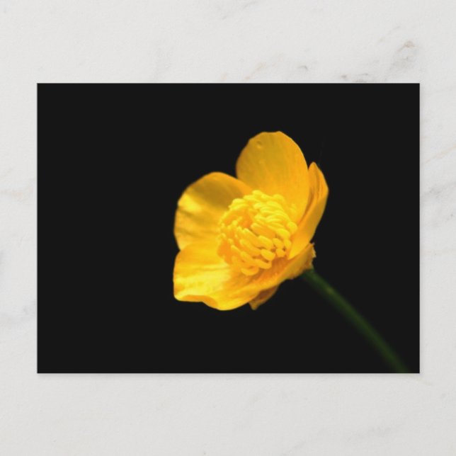 Postal Buttercup Flower pcccna (Anverso)