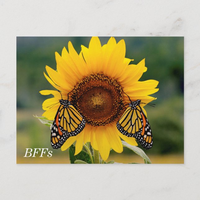 Postal Butterfies monarcas en girasol (Anverso)
