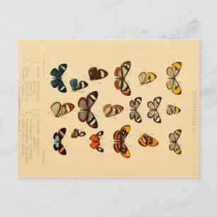Postal Butterflies 2 Postcarta de dibujo de época