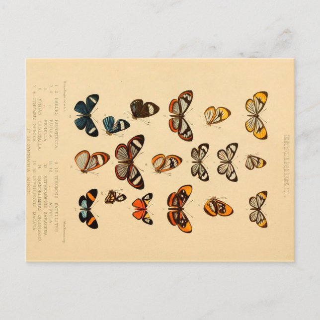 Postal Butterflies 2 Postcarta de dibujo de época (Anverso)