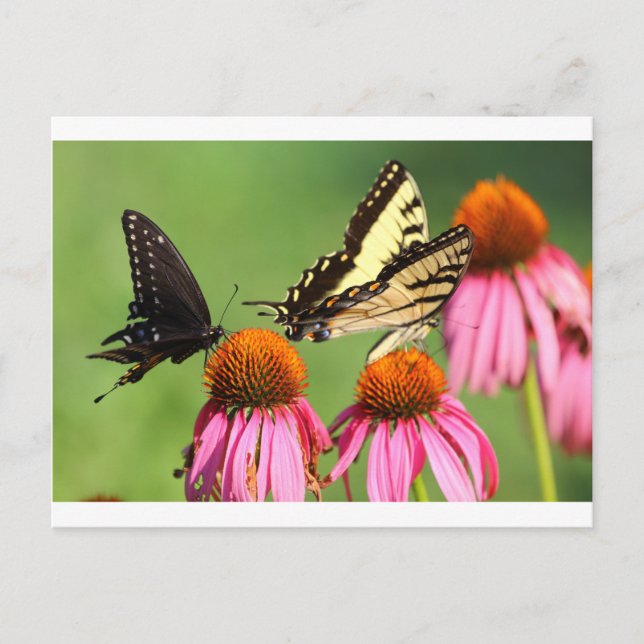 Postal Butterflies on Coneflowers, Ohio (Anverso)