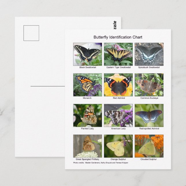 Postal Butterfly identification  (Anverso / Reverso)