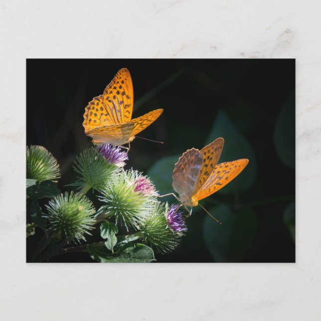 POSTAL BUTTERFLY WILD LIFE INSECT POSTCROSSING (Anverso)