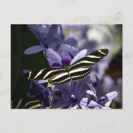 POSTAL BUTTERFLY WILD LIFE INSECT POSTCROSSING
