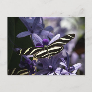 POSTAL BUTTERFLY WILD LIFE INSECT POSTCROSSING