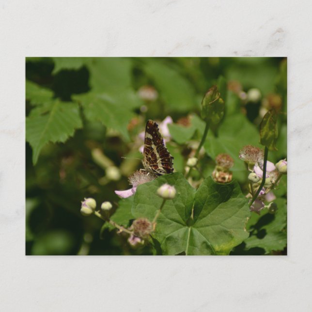 Postal Butterfly with closed wings on a flower (Anverso)