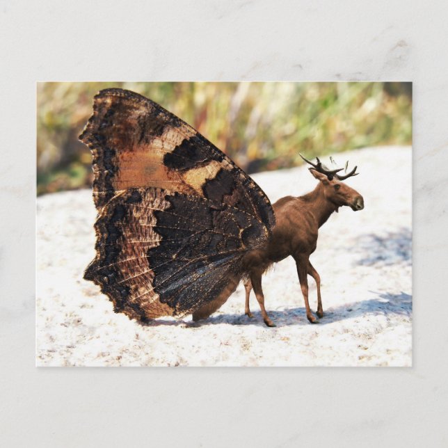 Postal Buttermoose (Anverso)