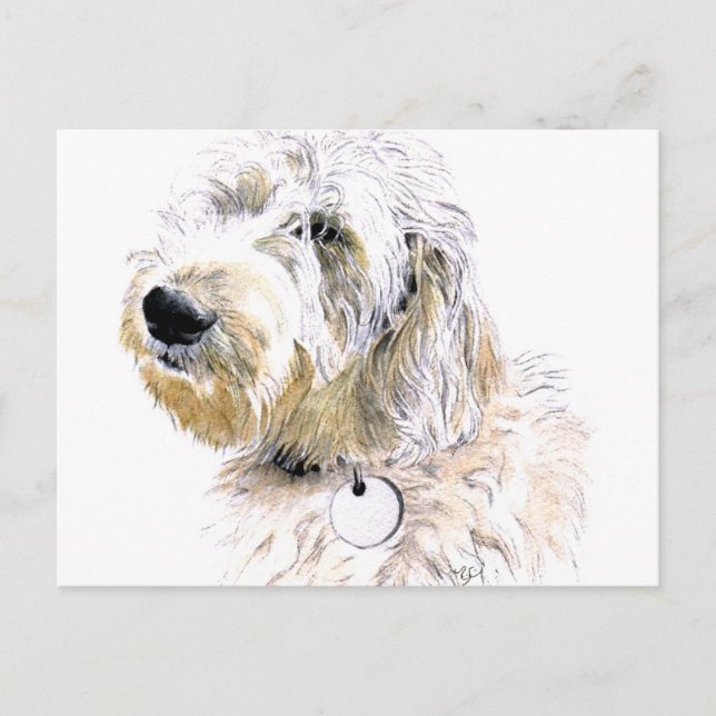 Postal Butters the Labradoodle Postcard (Anverso)