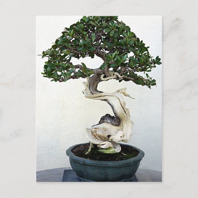 Postal Buttonwood Bonsai Tree (Anverso)