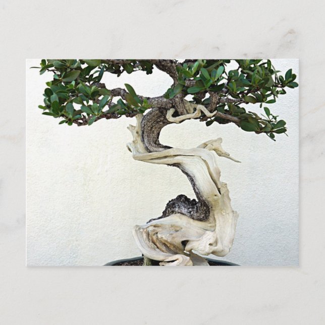 Postal Buttonwood Bonsai Tree (Anverso)