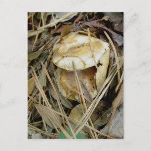 Postal Buxton Woods Mushroom Pair OBX