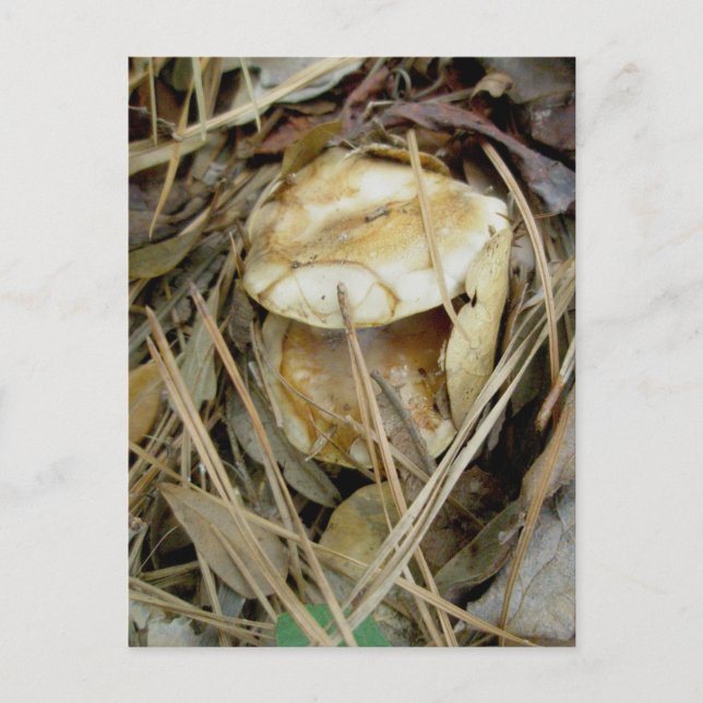 Postal Buxton Woods Mushroom Pair OBX (Anverso)