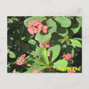 Postal Buzz Off Postcard