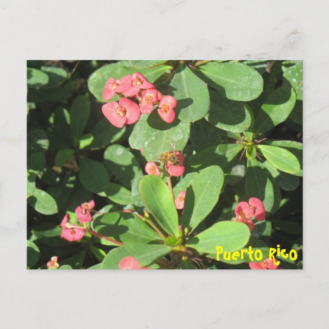 Postal Buzz Off Postcard (Anverso)