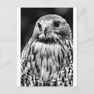 Postal Buzzard