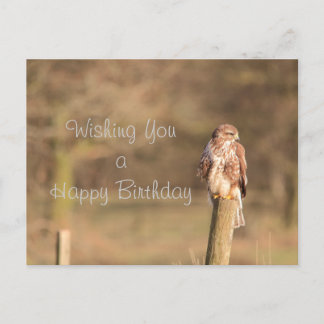 Postal Buzzard