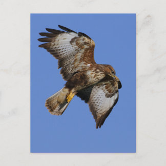 Postal Buzzard 2
