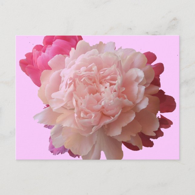 Postal BV- Postcard Rosa Peony (Anverso)