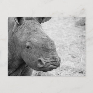 Postal BW Baby Rhino Postcard