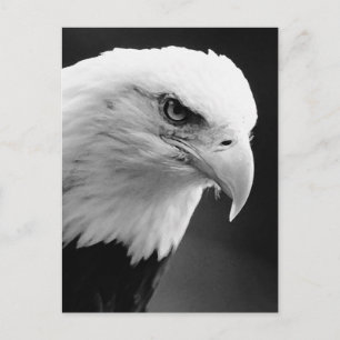 Postal BW Bald Eagle