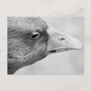 Postal BW Goose