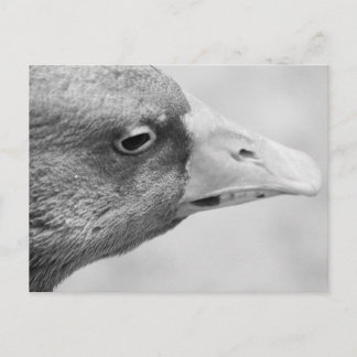 Postal BW Goose