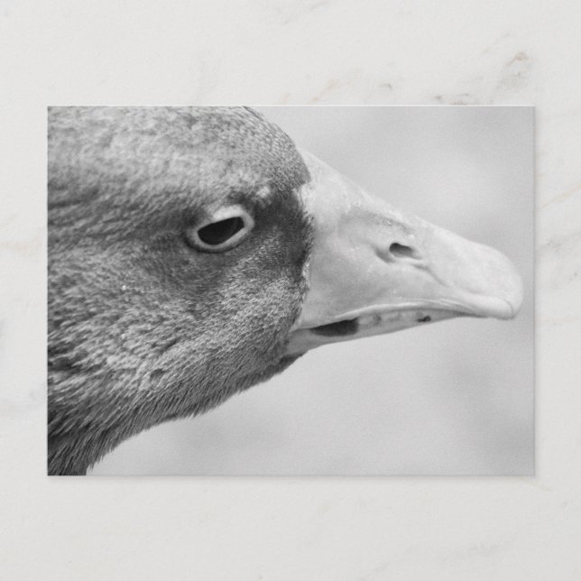 Postal BW Goose (Anverso)